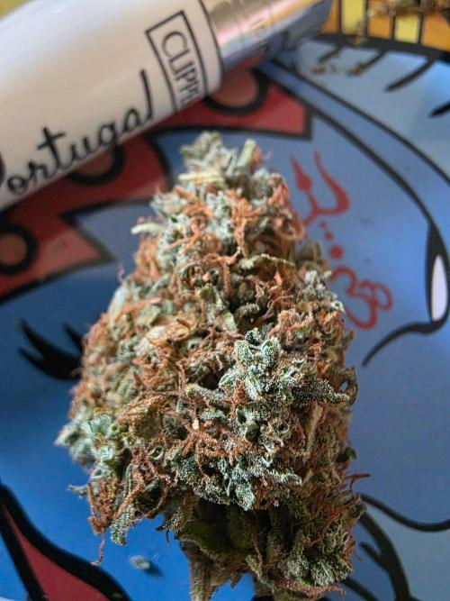[2nd Run] Sweet Cheese Auto. Week 18