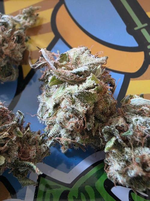Blue zushi. Week 26