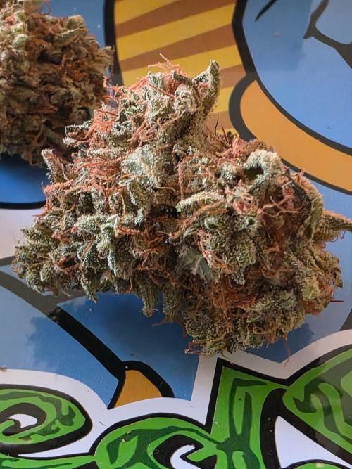 [2nd run] Green Crack Automatic. Week 15