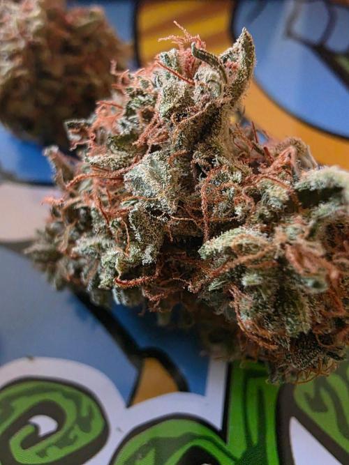 [2nd run] Green Crack Automatic. Week 15