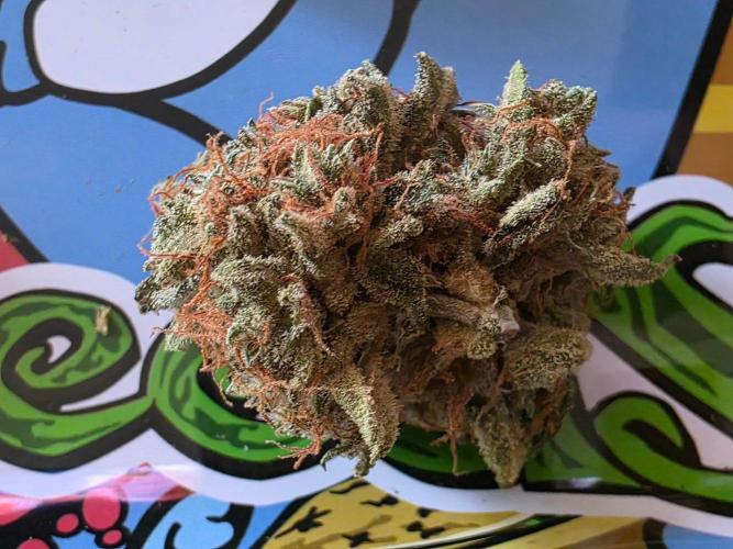 [2nd run] Green Crack Automatic. Week 15