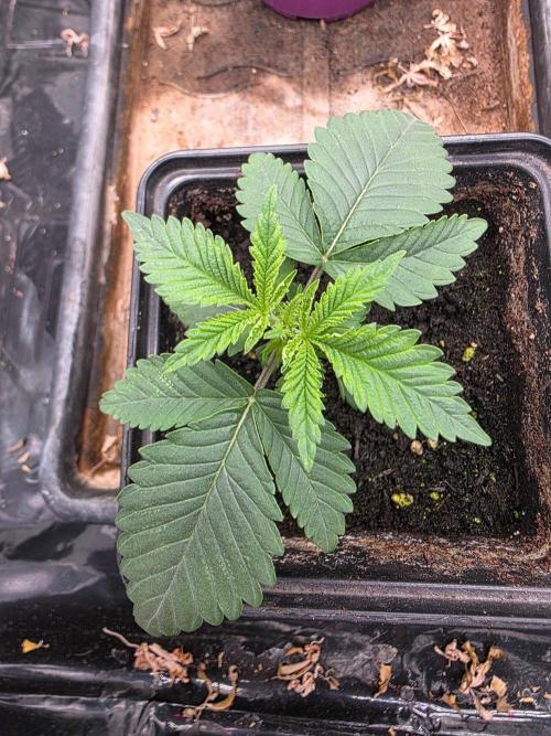 Pineapple Fruz. Week 2