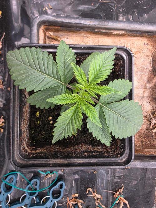Pineapple Fruz. Week 2