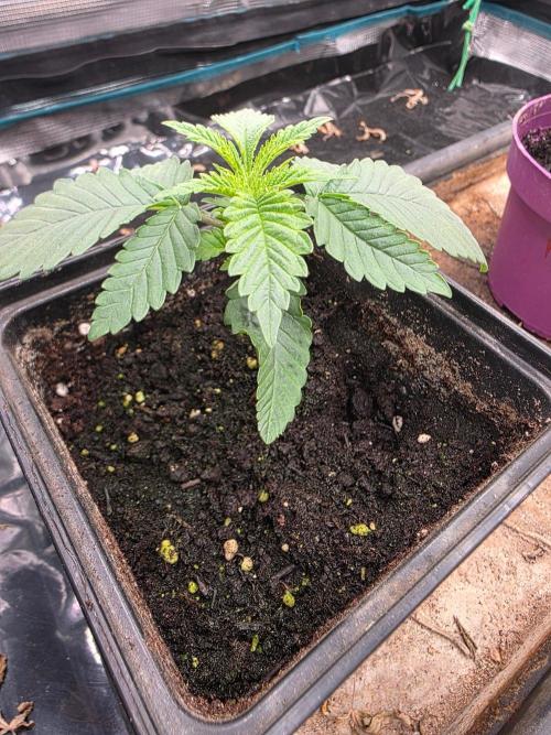 Pineapple Fruz. Week 2
