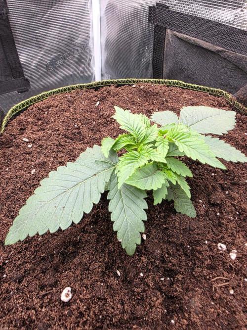 Pineapple Fruz. Week 2