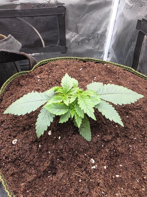 Pineapple Fruz. Week 2