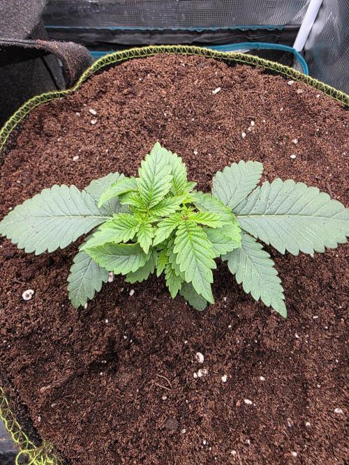 Pineapple Fruz. Week 2