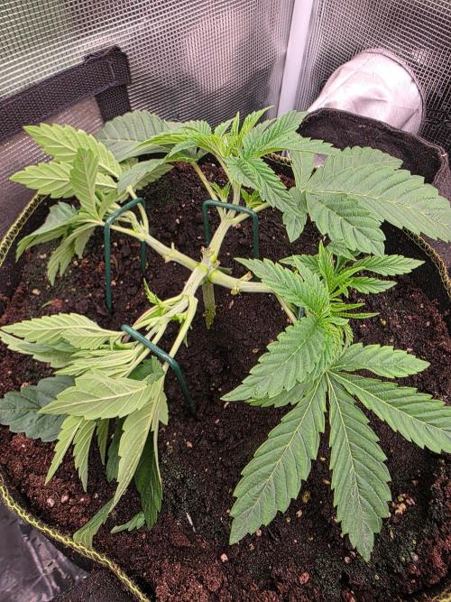 Pineapple Fruz. Week 3