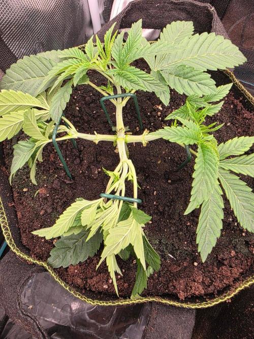 Pineapple Fruz. Week 3