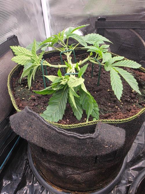 Pineapple Fruz. Week 3