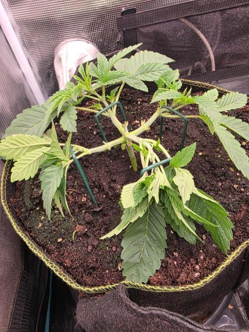 Pineapple Fruz. Week 3