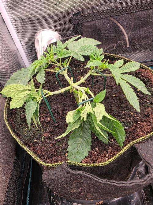 Pineapple Fruz. Week 3