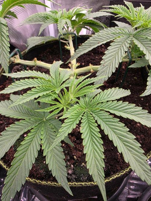 Pineapple Fruz. Week 4