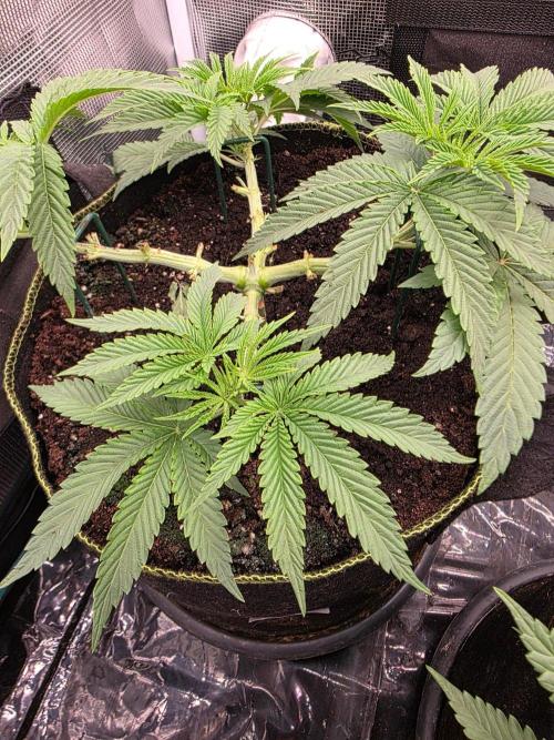 Pineapple Fruz. Week 4
