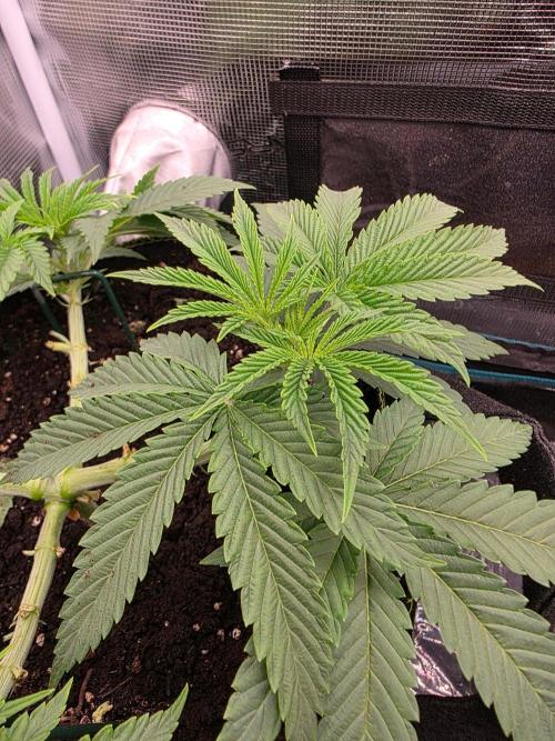 Pineapple Fruz. Week 4