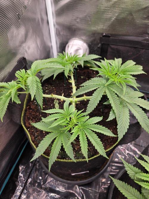 Pineapple Fruz. Week 4