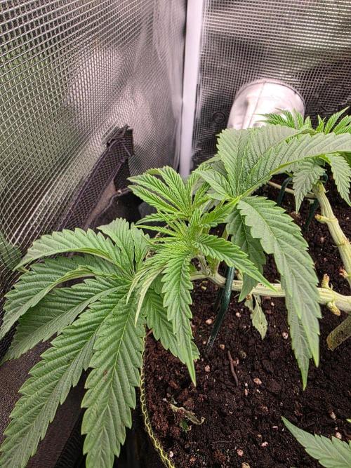 Pineapple Fruz. Week 4