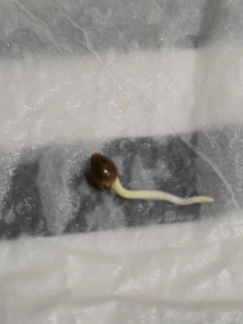 MUMOSAxCHIMERA #3. Week 0