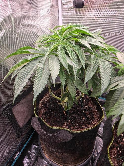Pineapple Fruz. Week 6