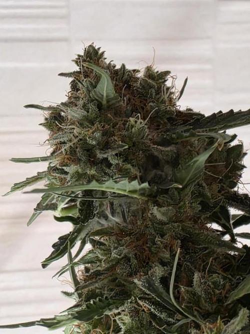 [2nd run] Green Crack Automatic. Week 14