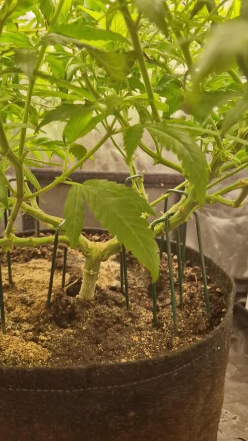 Rollercoster Haze (G13 Haze and NYC Diesel)