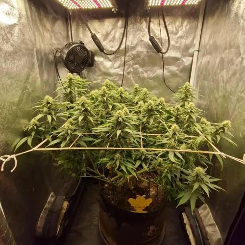 Rollercoster Haze (G13 Haze and NYC Diesel)