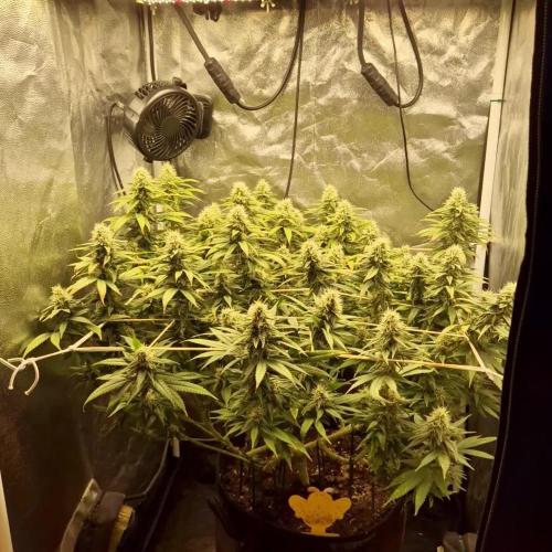 Rollercoster Haze (G13 Haze and NYC Diesel)