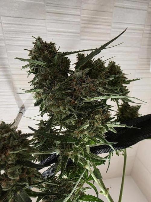[2nd run] Green Crack Automatic. Week 14