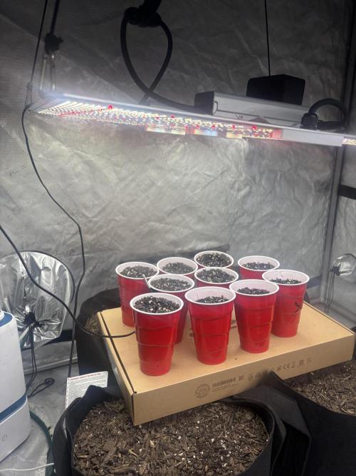 Lebrons Second Grow. Week 0