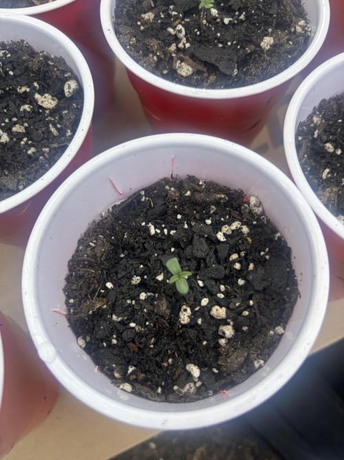 Lebrons Second Grow. Week 0