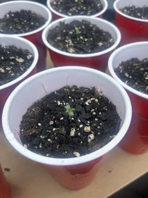 Lebrons Second Grow. Week 0