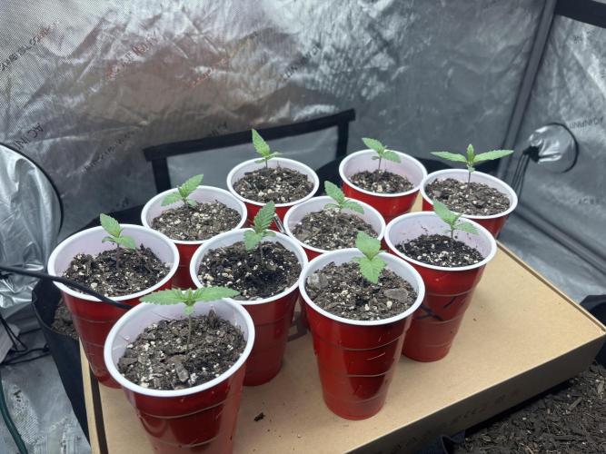 Lebrons Second Grow. Week 1