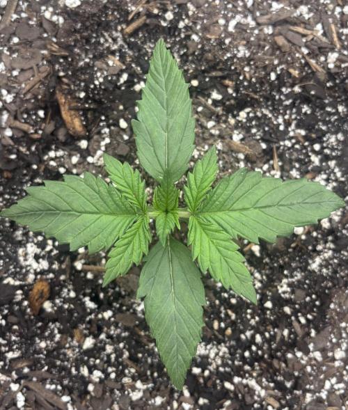 Lebrons Second Grow. Week 2