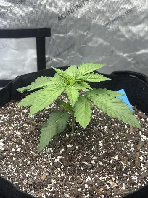 Lebrons Second Grow. Week 2