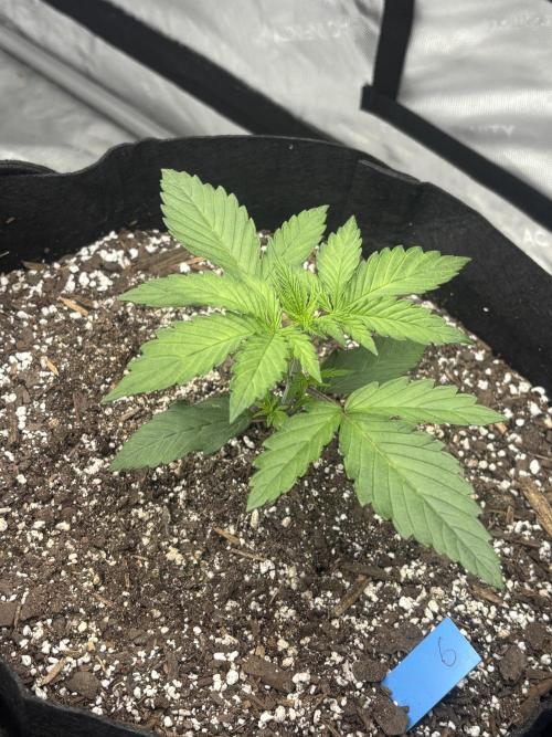 Lebrons Second Grow. Week 2