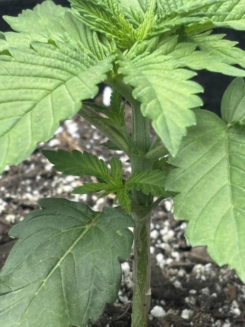 Lebrons Second Grow. Week 2