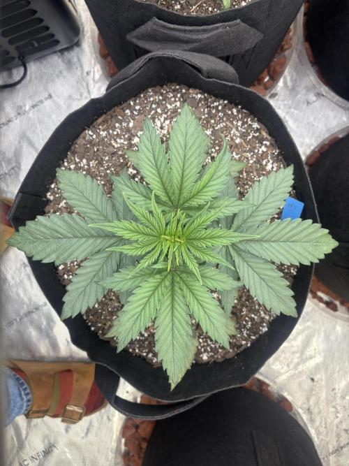 Lebrons Second Grow. Week 3 - 2/11