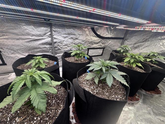 Lebrons Second Grow. Week 3 - 2/11