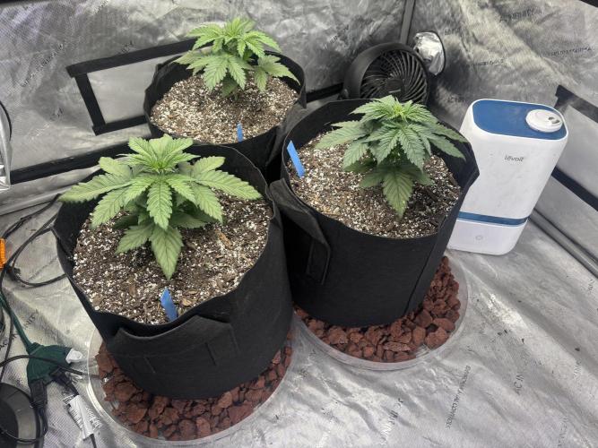 Lebrons Second Grow. Week 3 - 2/11