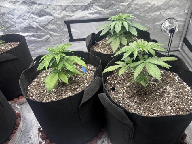 Lebrons Second Grow. Week 3 - 2/11