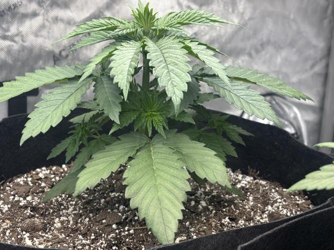 Lebrons Second Grow. Week 3 - 2/11