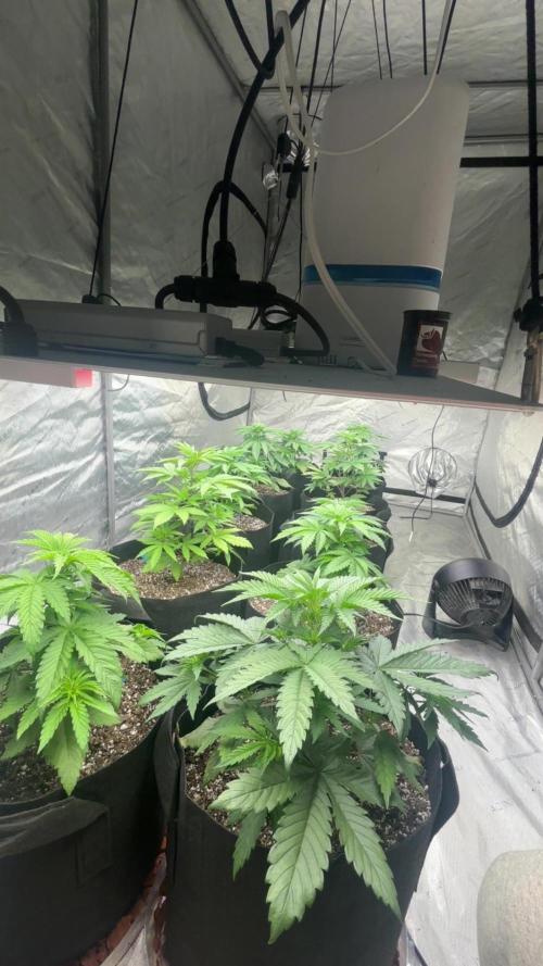 Lebrons Second Grow. Week 3 - 2/17