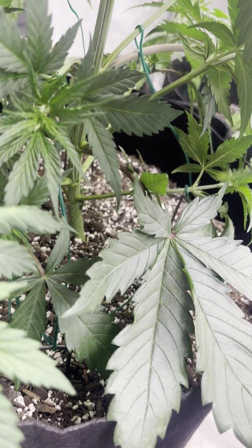 Lebrons Second Grow