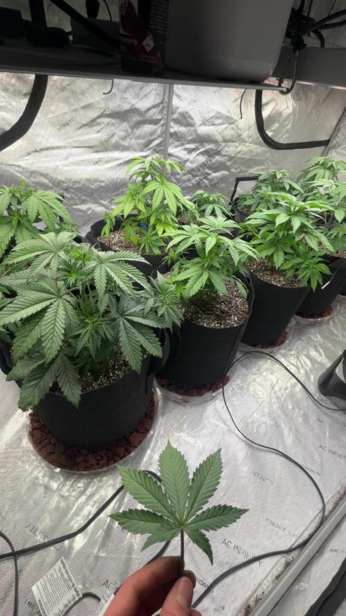 Lebrons Second Grow. Week 4