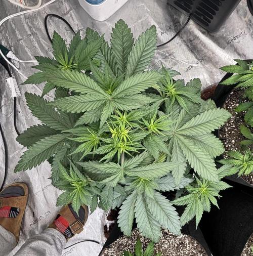 Lebrons Second Grow. Week 4 - 2/19