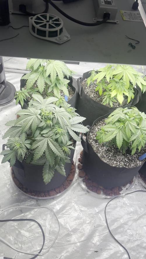 Lebrons Second Grow