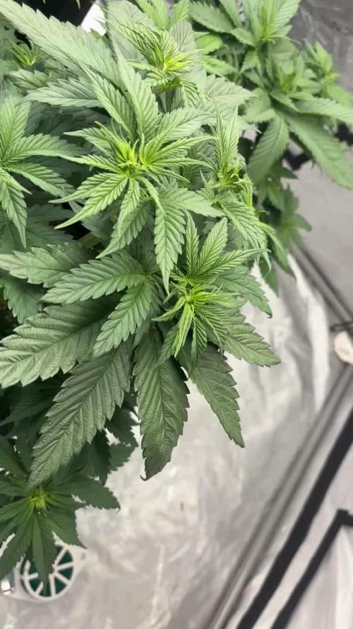 Lebrons Second Grow