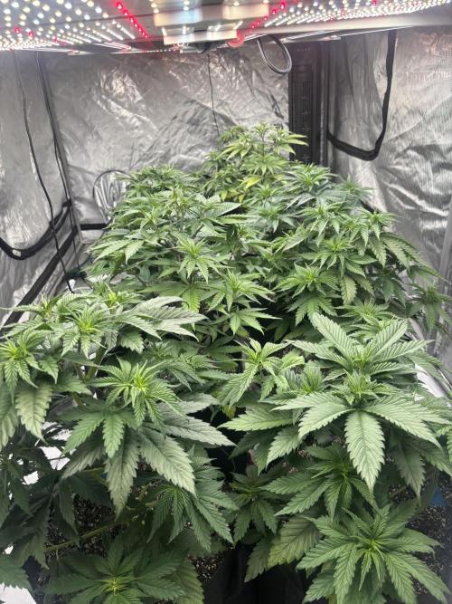 Lebrons Second Grow. Week 4 - 2/24