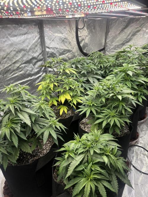 Lebrons Second Grow. Week 4 - 2/24