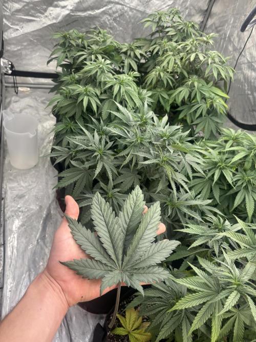 Lebrons Second Grow. Week 5 - 3/2